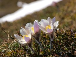 Naturbilder